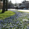Chionodoxa luciliae 'Alba' (16031) - Image 3
