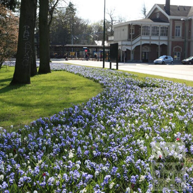 Chionodoxa luciliae 'Alba' (16031) - Image 3