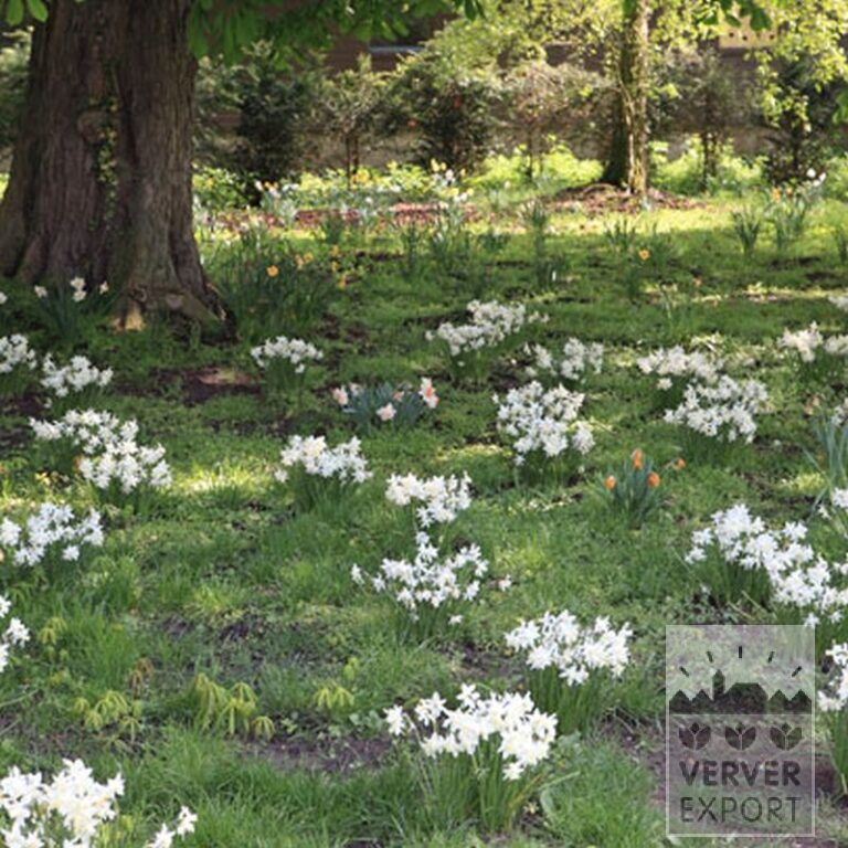 Narcissus 'Thalia' (15066) - Image 8