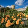 Dahlia 'Chat Noir' (22218) - Image 4