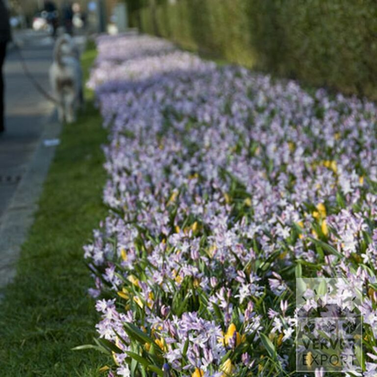 Crocus 'Yellow' (14001) - Image 3