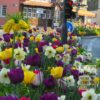Tulips 'Jaap Groot' (12313) - Image 2