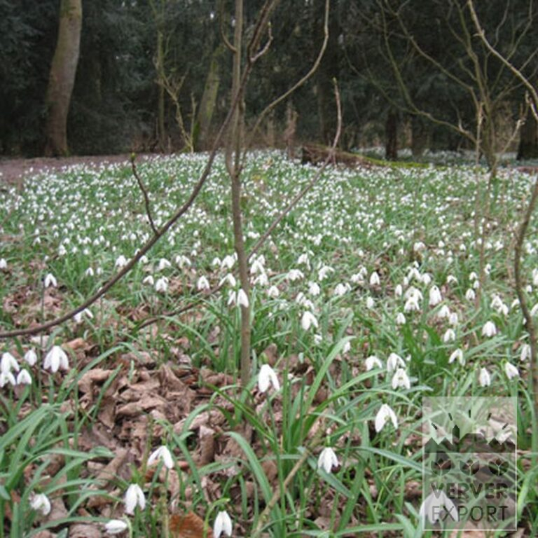 Galanthus nivalis (16058) - Image 2