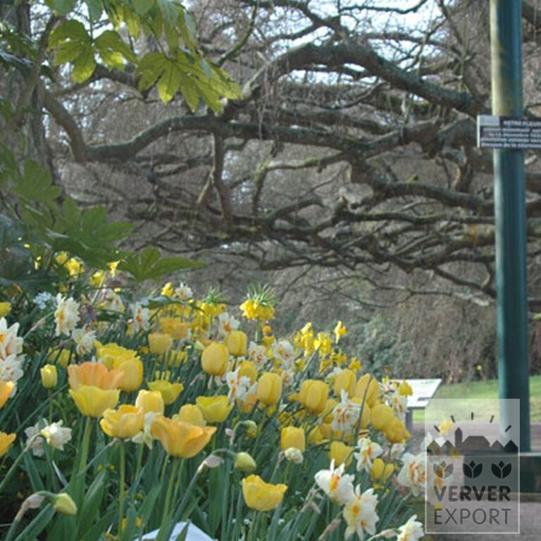 Fritillaria imperialis 'Lutea' (16053) - Image 15