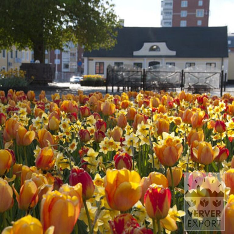 Tulips 'Banja Luka' (12516) - Image 2