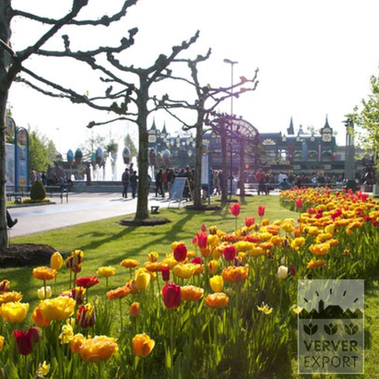 Tulips 'Helmar' (12211) - Image 4