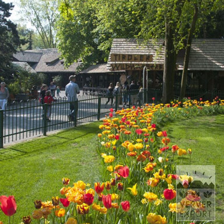 Tulips 'Helmar' (12211) - Image 5
