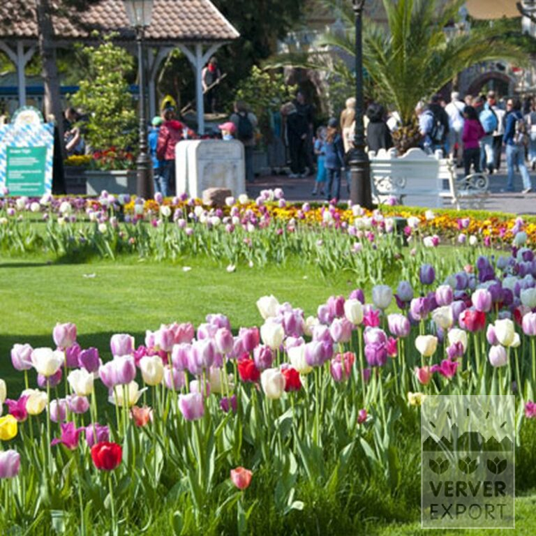 Tulips 'Pink Impression' (12181) - Image 3