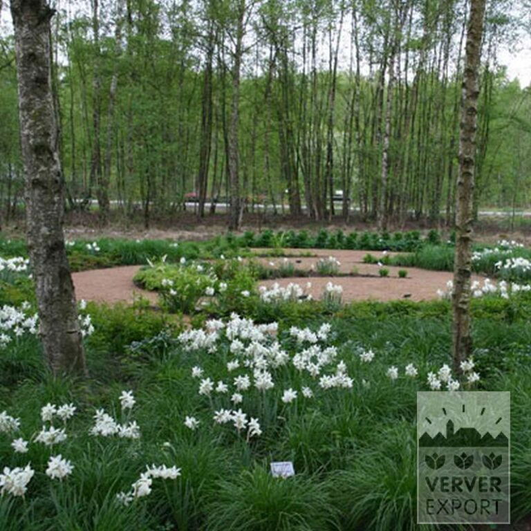 Narcissus 'Thalia' (15066) - Image 9