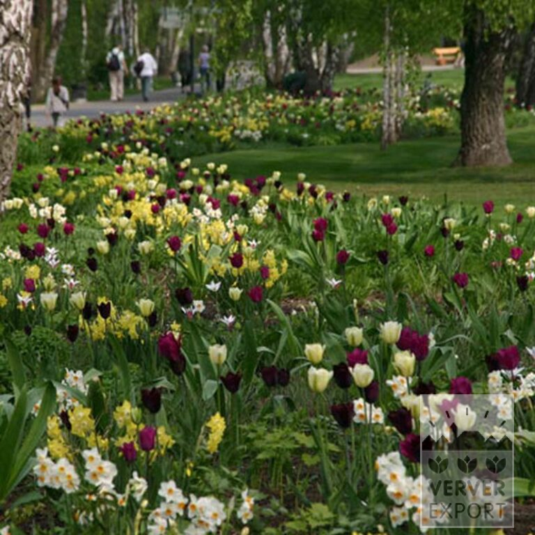 Narcissus tazetta 'Geranium' (15071) - Image 4