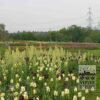 Fritillaria 'Ivory Bells' (16057) - Image 2