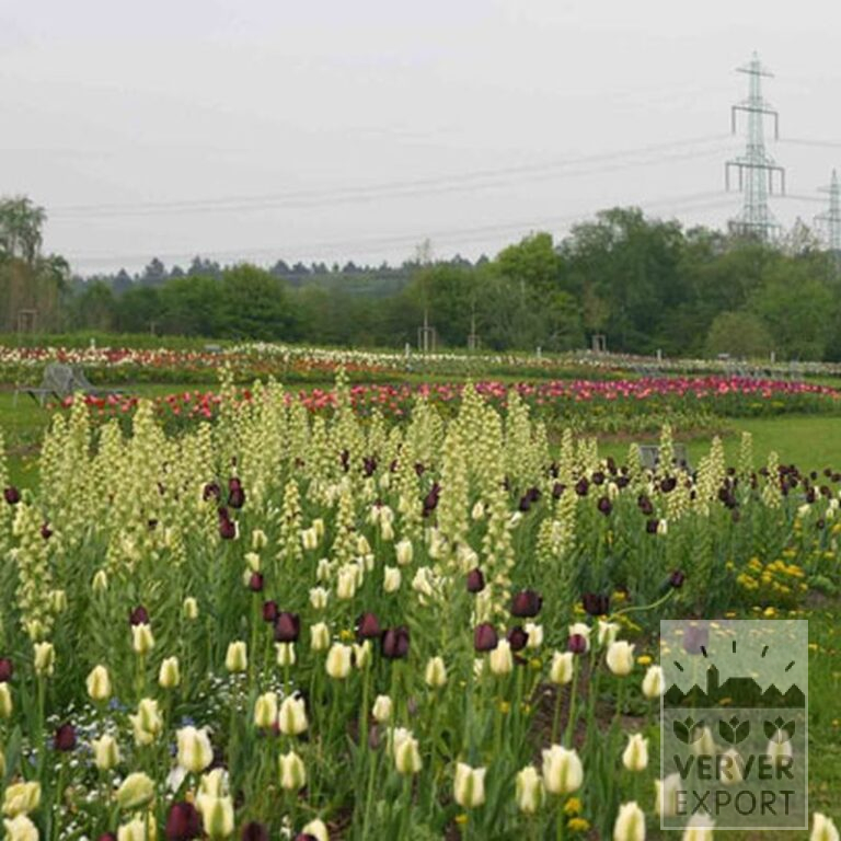 Tulips 'Spring Green' (12288) - Image 5