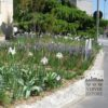 Camassia leichtlinii 'Caerulea' (16028) - Image 6