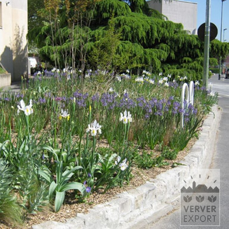Dutch Iris 'Saturnus' (36067) - Image 4