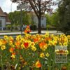 Mixture Verver 'Ville de Riom' © (11154) - Image 4