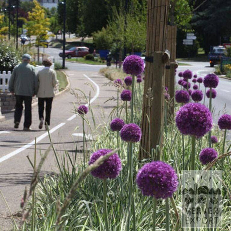 Allium 'Globemaster' (16007) - Image 4