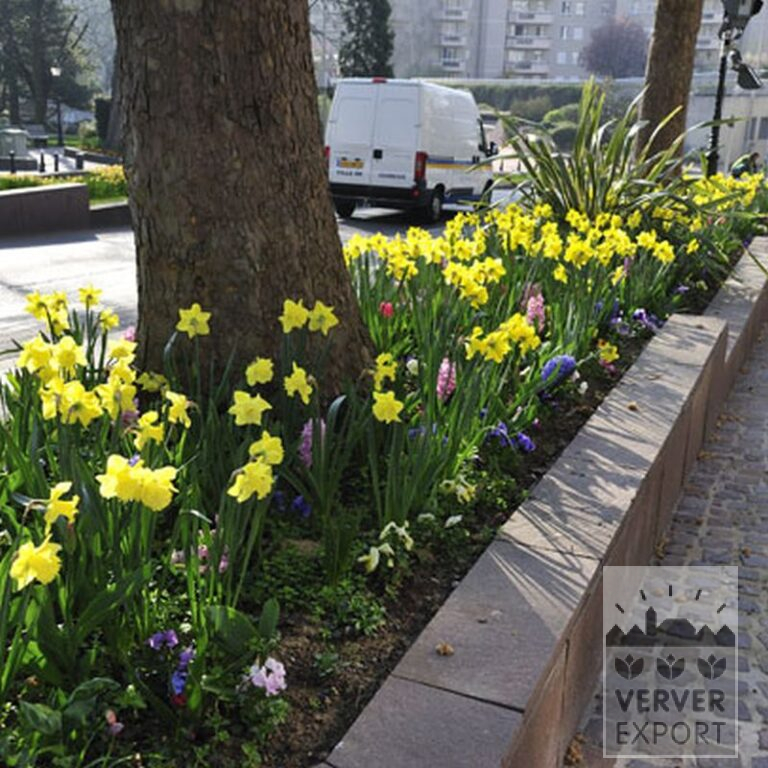 Narcissus 'Carlton' (15029) - Image 3