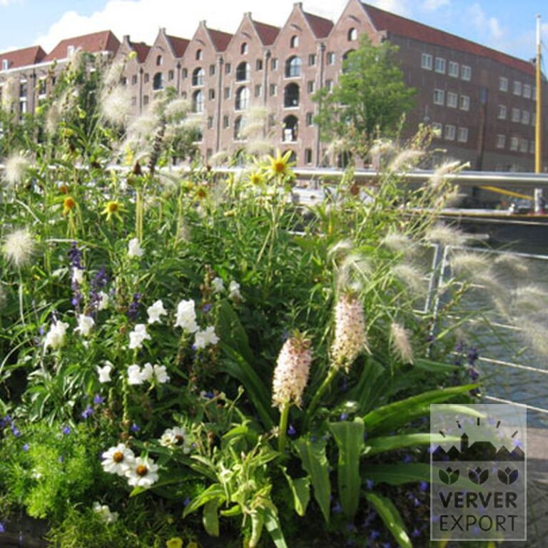 Eucomis comosa (29044) - Image 2