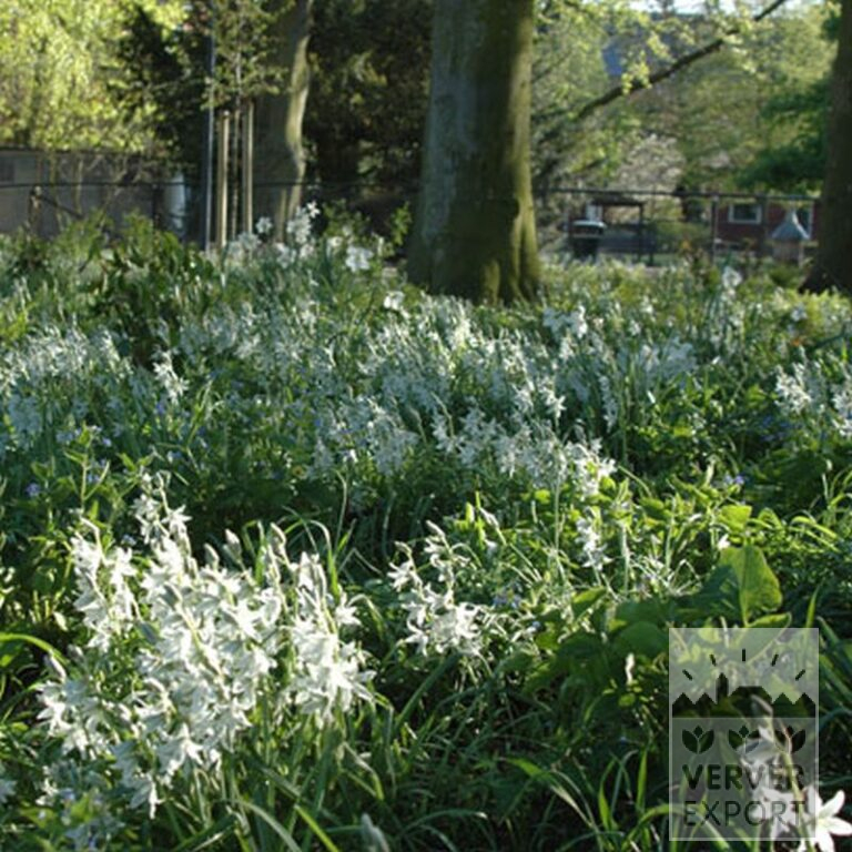 Ornithogalum nutans (16091) - Image 2