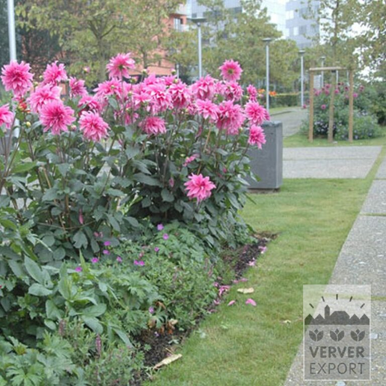 Dahlia 'Babylon Rose' (22229) - Image 2