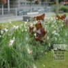 Canna Precultivated 'Durban' (29201) - Image 3