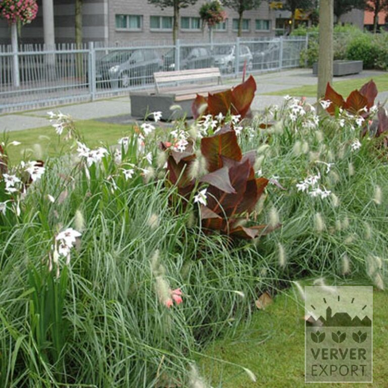 Canna Precultivated 'Durban' (29201) - Image 3