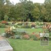 Dahlia 'David Howard' (22071) - Image 3
