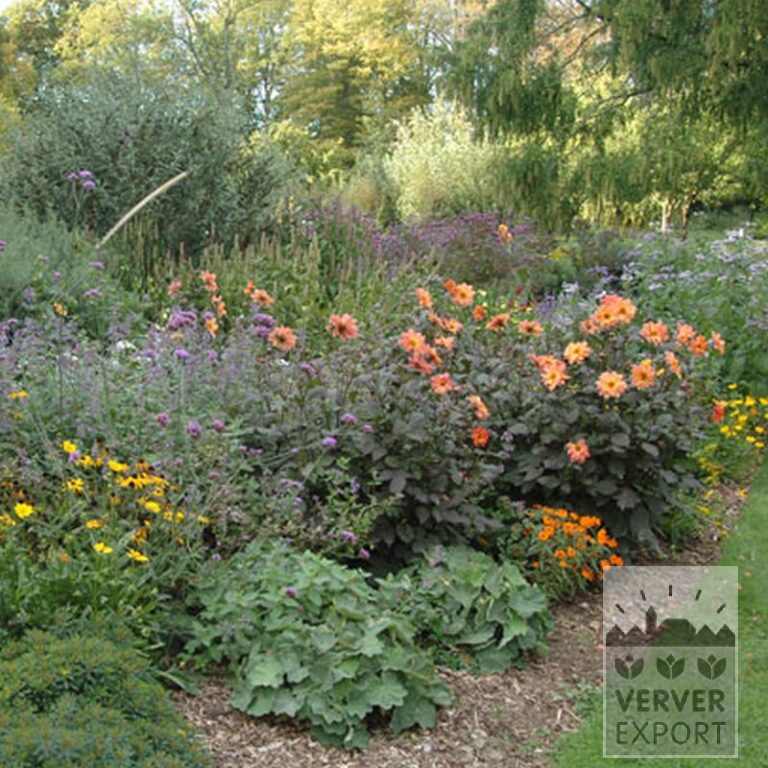 Dahlia 'First Love' (22170) - Image 3