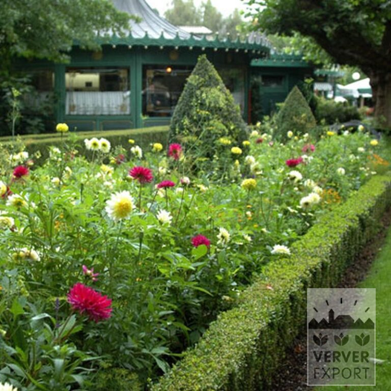 Dahlia 'Orfeo' (22258) - Image 3