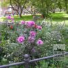 Dahlia 'Babylon Rose' (22229) - Image 3