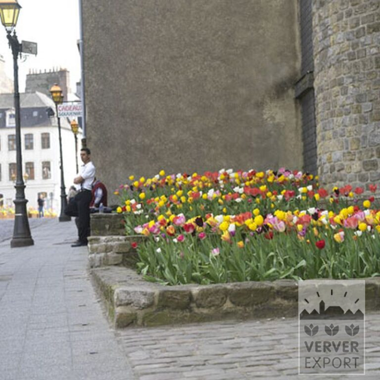 Tulips 'Havran' (12139) - Image 9