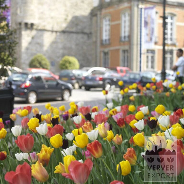 Tulips 'Havran' (12139) - Image 10