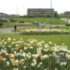 Tulips 'Carnaval de Rio' (12375) - Image 4