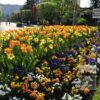 Mixture Verver 'Ville de Riom' © (11154) - Image 8