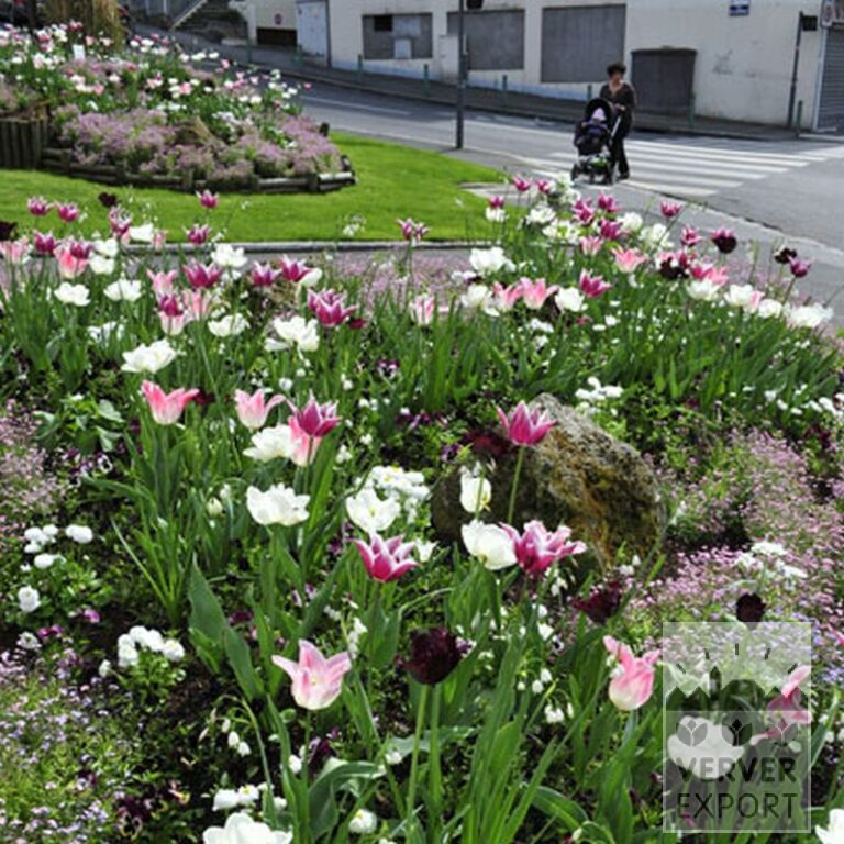 Tulips 'Black Parrot' (12251) - Image 3