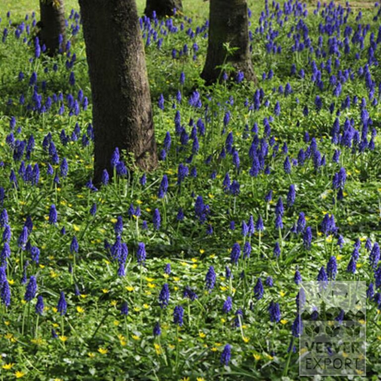 Muscari armeniacum (16079) - Image 8