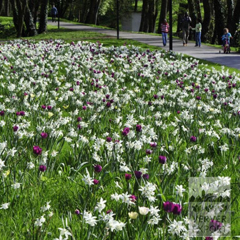 Narcissus 'Thalia' (15066) - Image 13