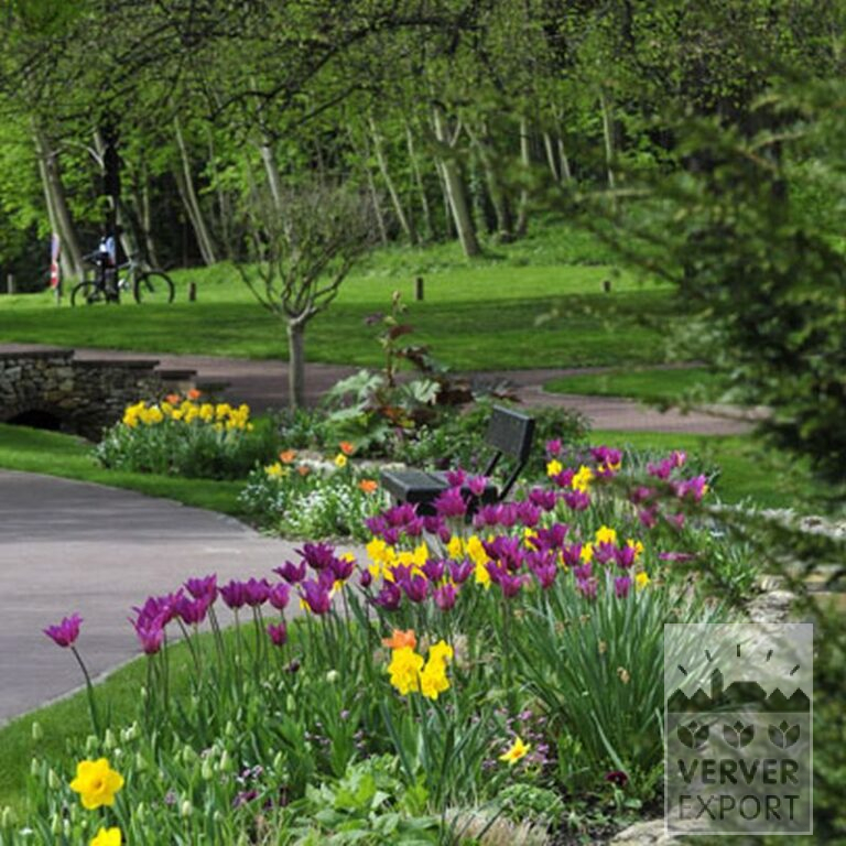 Tulips 'Purple Dream' (12335) - Image 2