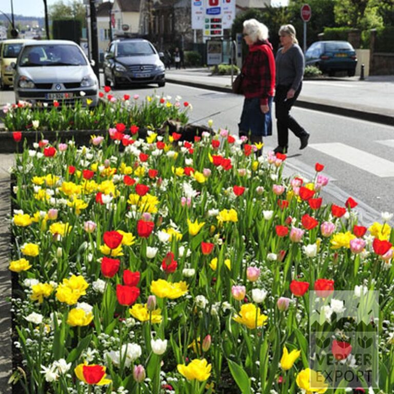 Tulips 'Oscar' (12146) - Image 2