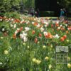 Tulips 'Formosa' (12321) - Image 2