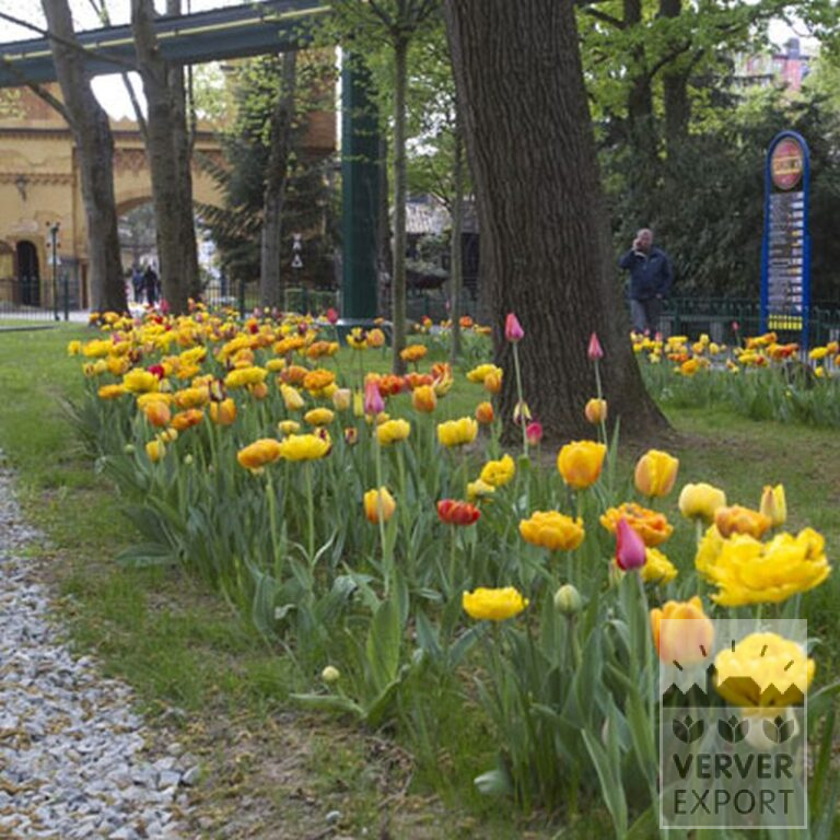 Tulips 'Helmar' (12211) - Image 6