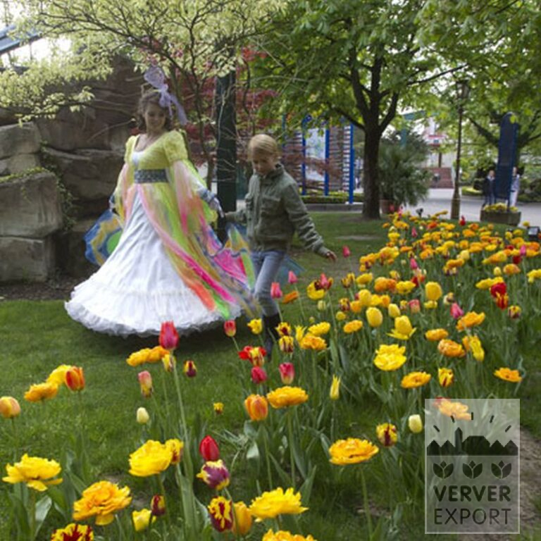 Tulips 'Helmar' (12211) - Image 7
