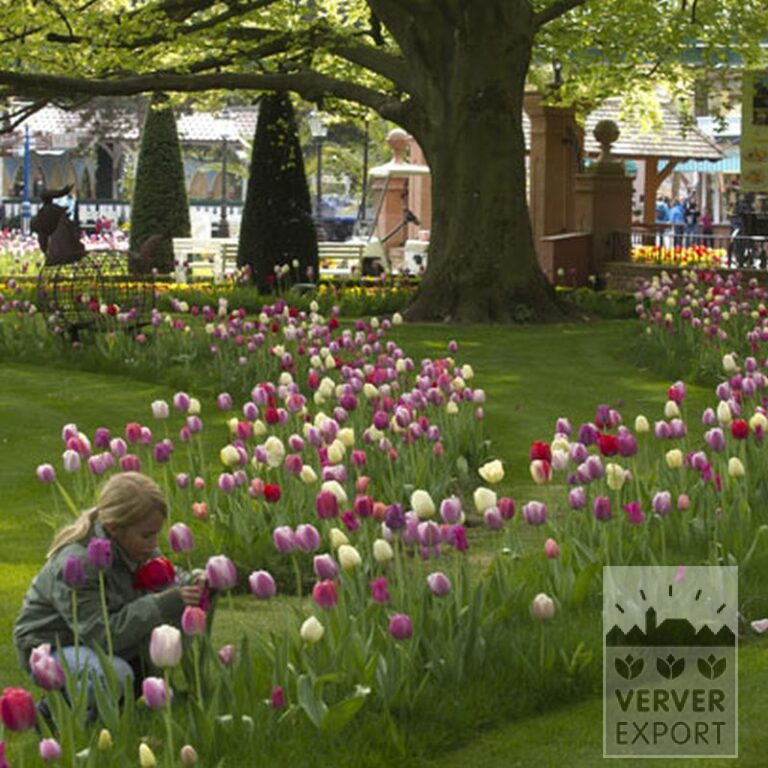 Tulips 'Pink Impression' (12181) - Image 4