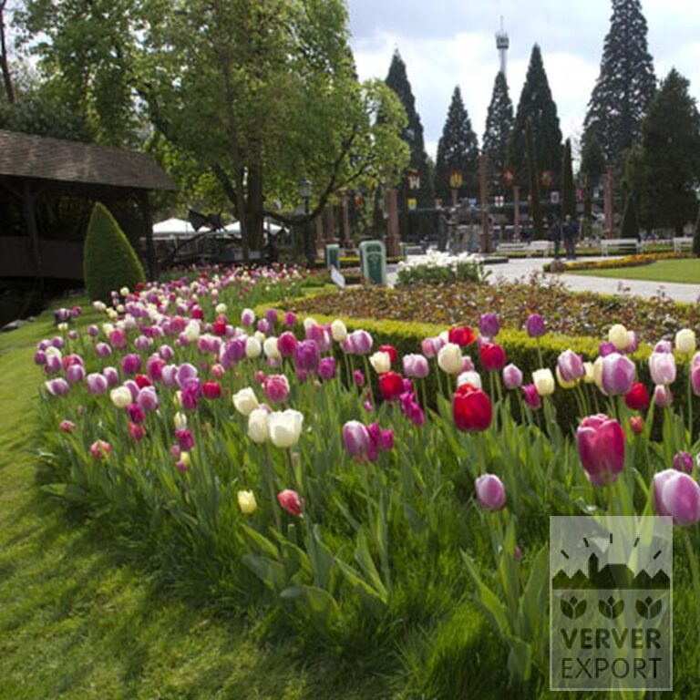 Tulips 'Pink Impression' (12181) - Image 5