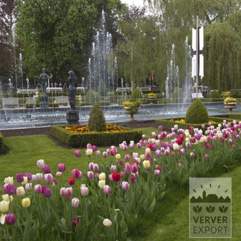 Tulips 'Pink Impression' (12181) - Image 6