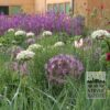 Allium nigrum (16023) - Image 2