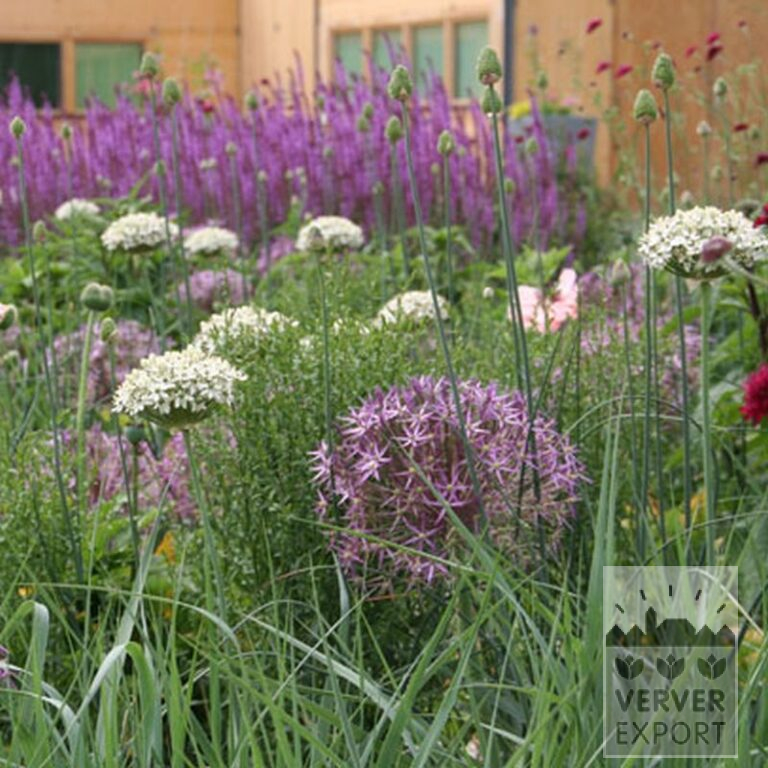 Allium nigrum (16023) - Image 2