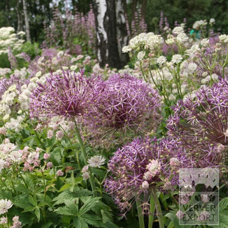 Allium cristophii (16003) - Image 4