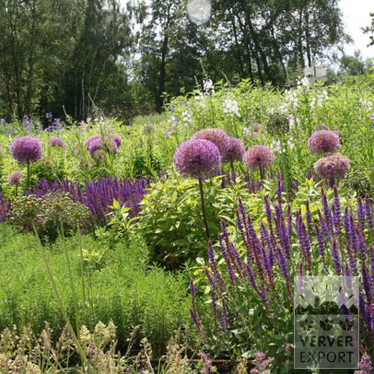 Allium giganteum (16006) - Image 8