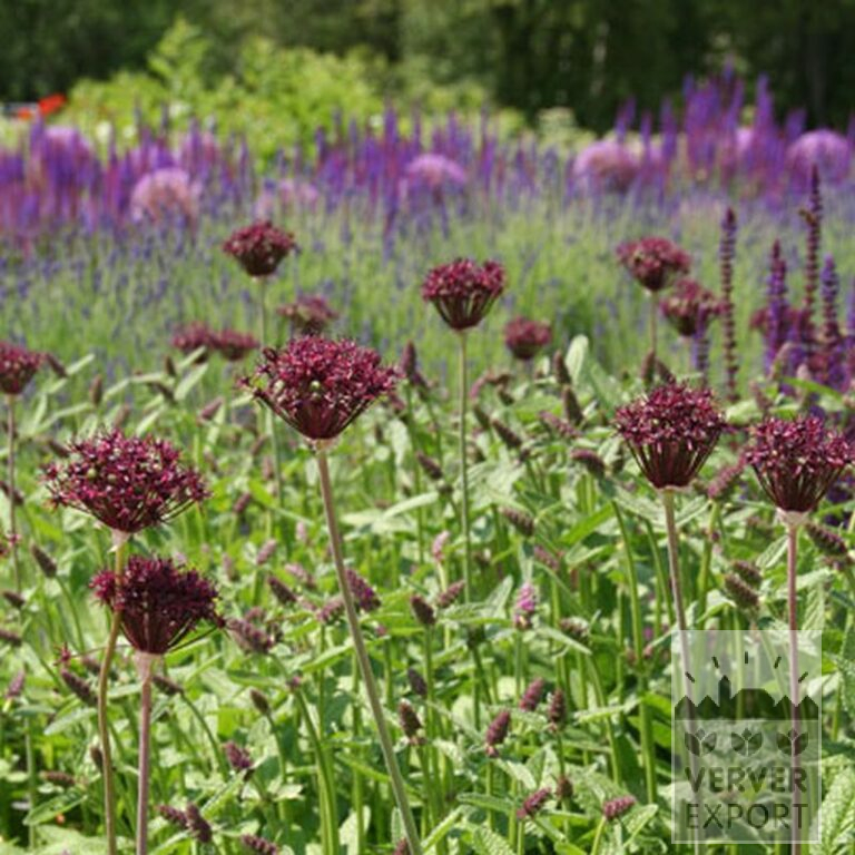 Allium atropurpureum (16002) - Image 2